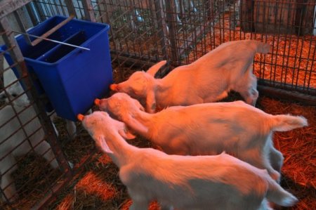 Ege Ziraat'te keçiler hem mevsiminde hem de mevsim dışı doğuruyor