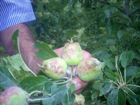 Eğirdir Ve Köylerinde Dolunun Tarım Alanlarına Verdiği Zarar Netleşiyor
