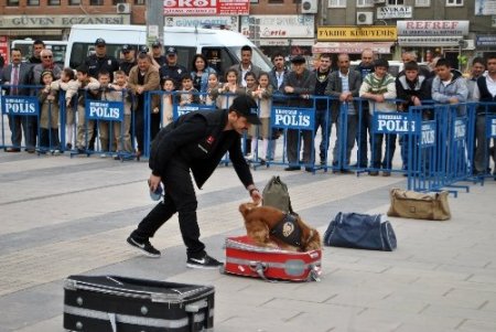 Eğitilmiş polis köpekleri K-9'lar gösteri yaptı