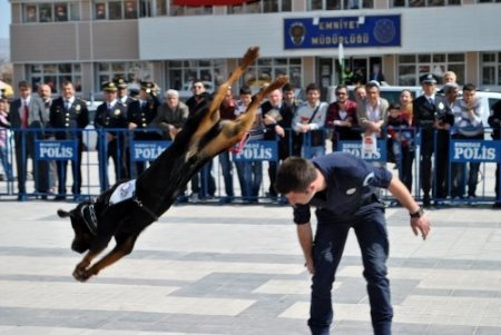 Eğitilmiş polis köpekleri K-9'lar gösteri yaptı