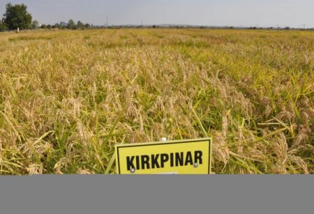 Eker: Geçmişte ithal ettiğimiz çeltik tohumunu şimdi ihraç ediyoruz