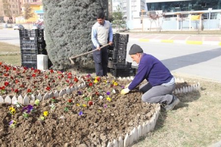Elazığ menekşelerle renkleniyor