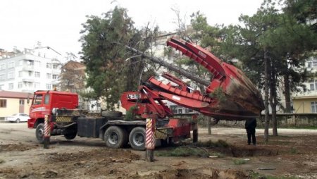 Elazığ'da ağaçlar özel yöntemle yer değiştiriyor