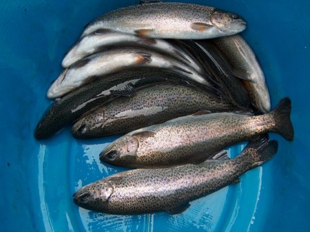 Elazığ'da av yasağı 1 Nisan'da başlıyor