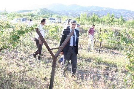 Elazığ'da salkım güvesine karşı çiftleşme saptırıcı feromon uygulaması