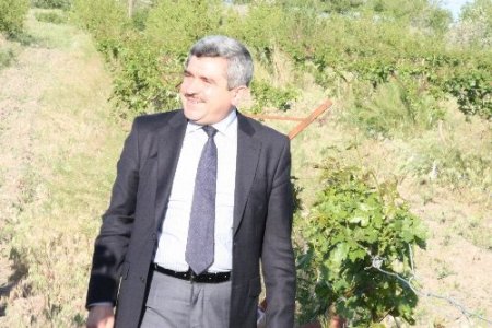 Elazığ'da salkım güvesine karşı çiftleşme saptırıcı feromon uygulaması