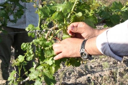 Elazığ'da salkım güvesine karşı çiftleşme saptırıcı feromon uygulaması