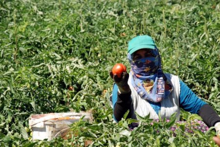 Elbistan domatesi metropollere satılıyor