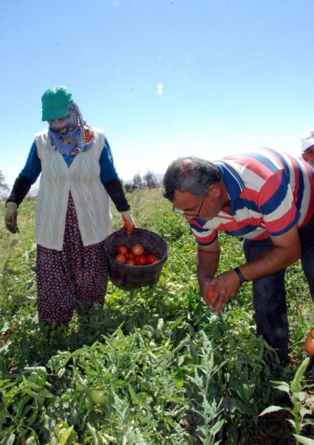 Elbistan domatesi metropollere satılıyor