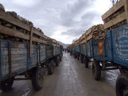 Elbistan Şeker Fabrikası Pancar Alım Hedefini Aştı
