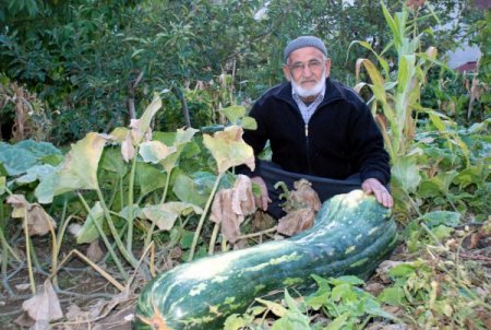 Elbistan'da 60 kilogramlık dev kabak yetişti