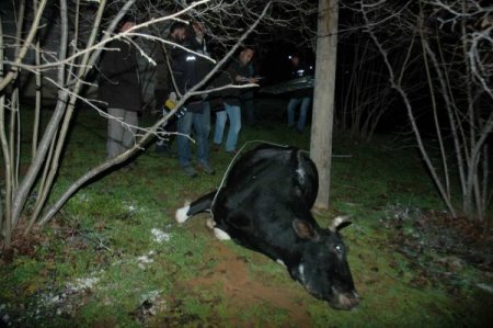 Elektrik akımına kapılan ineğini kurtarmak isterken az daha canından oluyordu