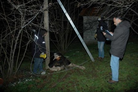 Elektrik akımına kapılan ineğini kurtarmak isterken az daha canından oluyordu
