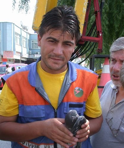 Elektrik Kablosunda Asılı Kalan Güvercini Kurtarmak İçin Seferber Oldular (özel)