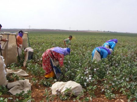 Elektrik Kesintileri Pamuğu Olumsuz Etkiledi