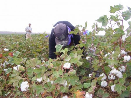 Elektrik Kesintileri Pamuğu Olumsuz Etkiledi