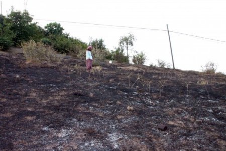 Elektrik Telleri Ağacı Tutuşturdu, 2 Dönümlük Alan Yandı