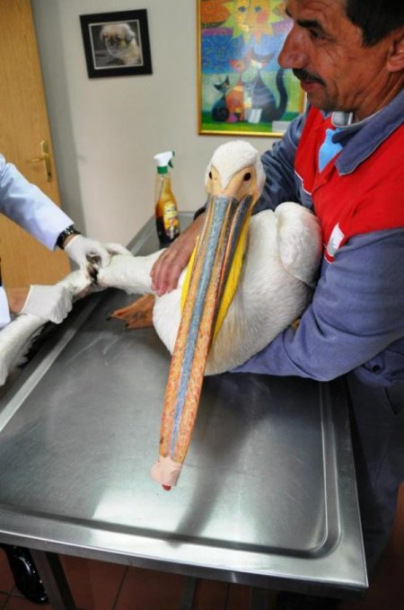 Elektrik Tellerine Takılan Pelikan Tedavi Edildi