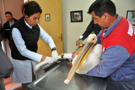 Elektrik Tellerine Takılan Pelikan Tedavi Edildi