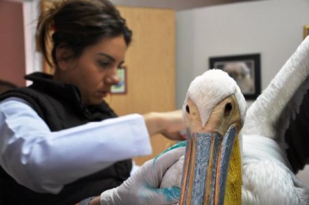 Elektrik Tellerine Takılan Pelikan Tedavi Edildi