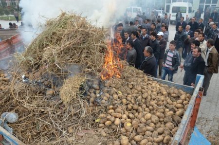 Ellerinde kalan patatesleri üzerine benzin döküp yakmaya çalıştılar