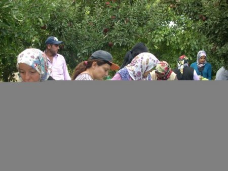 Elma hasadı başladı, 610 bin tonun üzerinde üretim bekleniyor