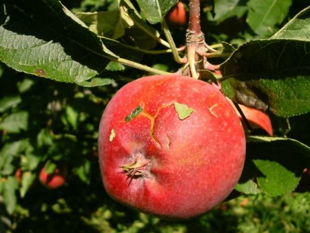 Elma hasadı başladı, 610 bin tonun üzerinde üretim bekleniyor
