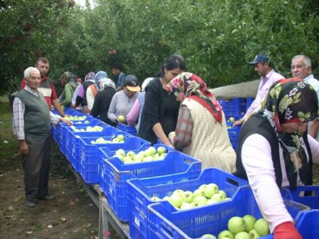 Elma hasadı başladı, 610 bin tonun üzerinde üretim bekleniyor