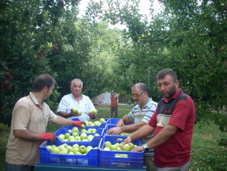 Elma hasadı başladı, 610 bin tonun üzerinde üretim bekleniyor