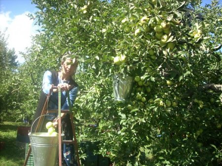 Elma Rekoltesini Artıran Isparta, Piyasa Payını Yüzde 40'a Çıkaracak