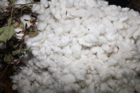 Elyafa yöneliş pamuk üretiminin azlığından değil taleple ilgili