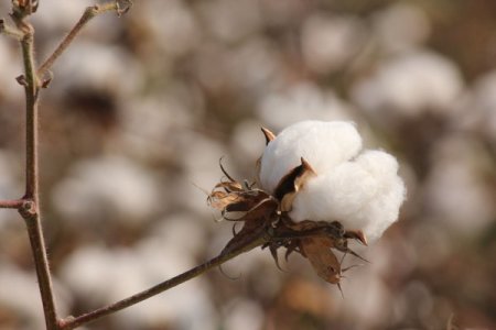 Elyafa yöneliş pamuk üretiminin azlığından değil taleple ilgili