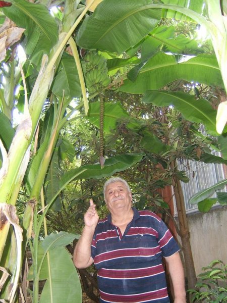 Emekli öğretmen Kozan'da muz yetiştirdi