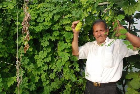 Emekli Oldu Kudret Narı Ve Papila Yetiştirmeye Başladı