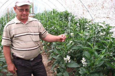 Emekli Ormancı Bahçesinde Pepino Yetiştiriyor