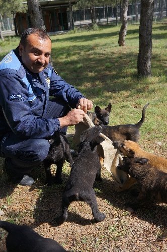 Emniyet, 'vatana, millete faydalı' köpek arıyor (Özel)