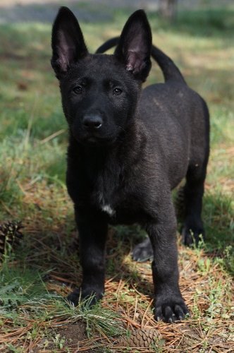 Emniyet, 'vatana, millete faydalı' köpek arıyor (Özel)