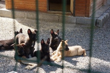 Emniyet, 'vatana, millete faydalı' köpek arıyor (Özel)