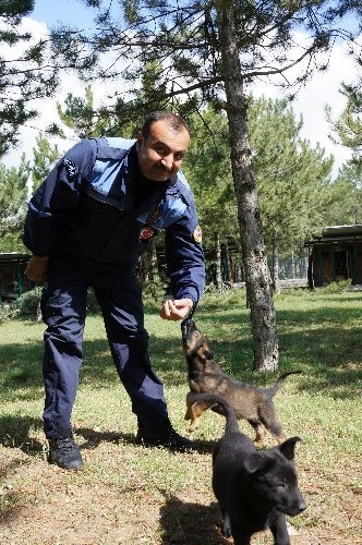 Emniyet, 'vatana, millete faydalı' köpek arıyor (Özel)