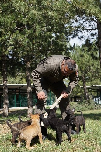 Emniyet, 'vatana, millete faydalı' köpek arıyor (Özel)