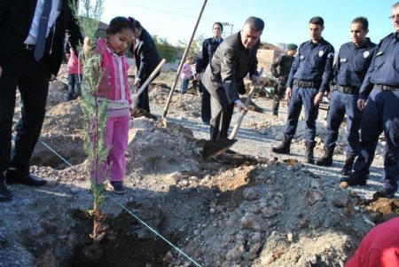 Emniyet bahçesine çam fidanı dikildi