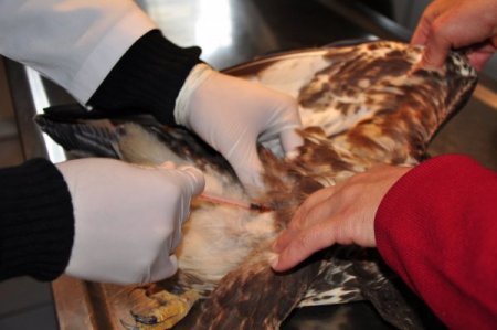 Emniyetin camı çarparak yaralanan şahin, tedavi altına alındı