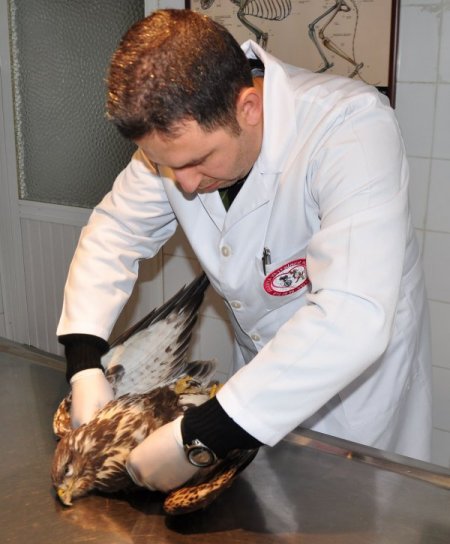 Emniyetin camı çarparak yaralanan şahin, tedavi altına alındı