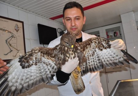 Emniyetin camı çarparak yaralanan şahin, tedavi altına alındı