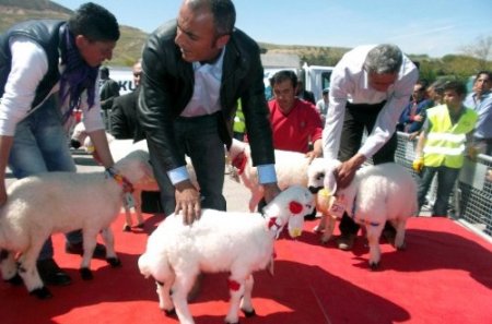 En güzel kuzu Cumhuriyet altını kazandırdı