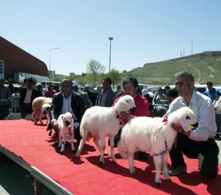 En güzel kuzu Cumhuriyet altını kazandırdı