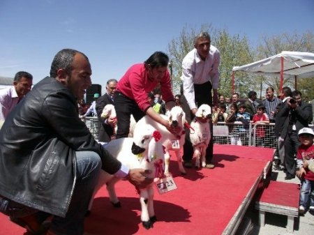 En güzel kuzu Cumhuriyet altını kazandırdı