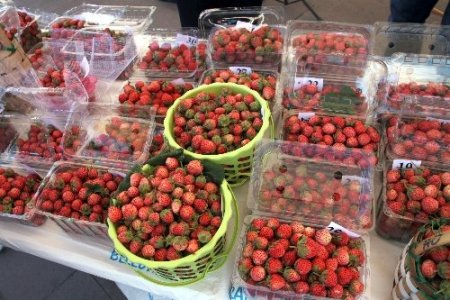 En güzel Osmanlı çilekleri yarıştı