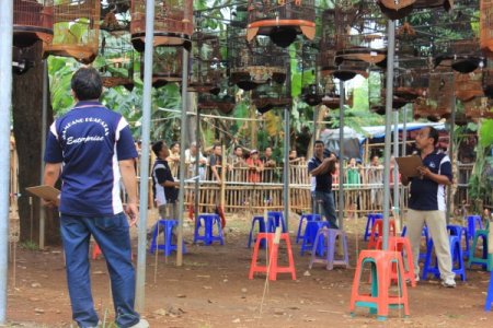 Endonezya'da kuş yarışması büyük ilgi görüyor (Özel)