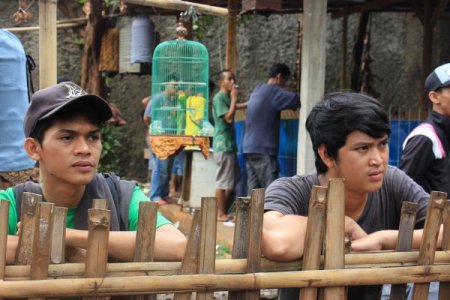 Endonezya'da kuş yarışması büyük ilgi görüyor (Özel)